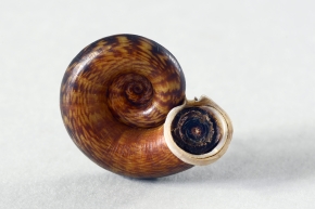 pterocyclus sp 05-2024 0569